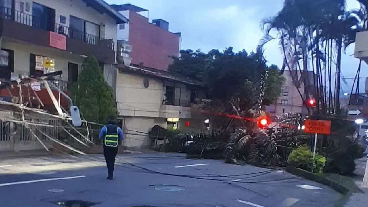 daños-envigado-lluvia-caida-palmera2