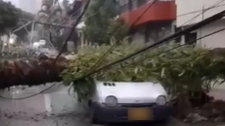 Constantes lluvias causan estragos en Envigado, una palmera cayó sobre un vehículo y el cableado de energía daños-envigado-lluvia-caida-palmera3