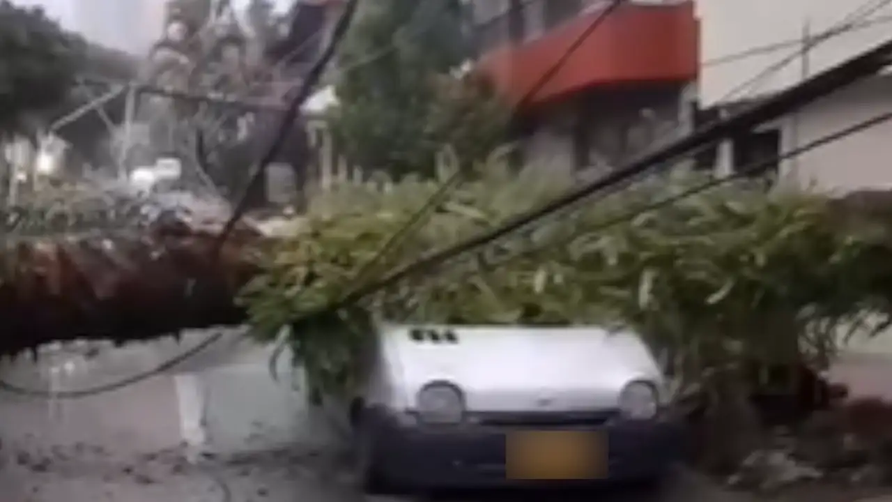 daños-envigado-lluvia-caida-palmera3