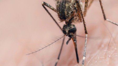 Semana Santa en Medellín: ¿Cómo evitar el dengue, Chikungunya y zika estas vacaciones? Recomendaciones para protegerse del dengue durante la Alborada y el fin de año