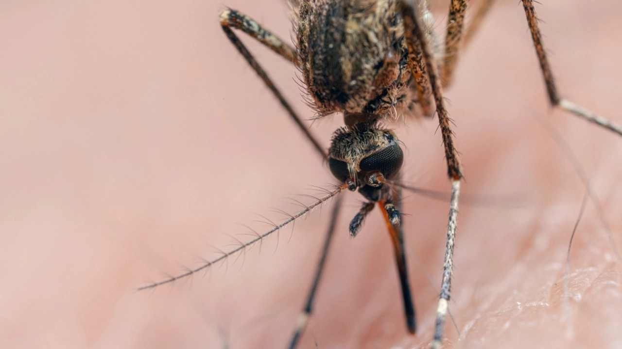 Recomendaciones para protegerse del dengue durante la Alborada y el fin de año