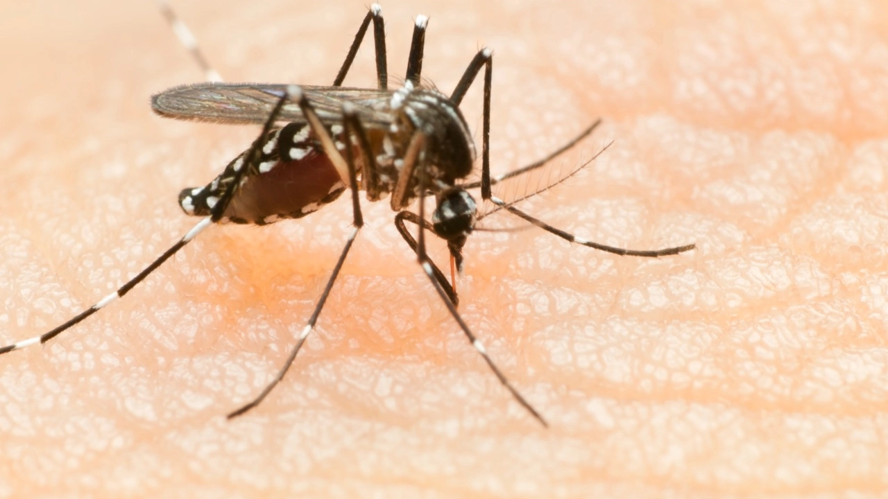 Recomendaciones para protegerse del dengue durante la Alborada y el fin de año