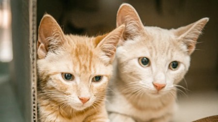 Esterilización animales