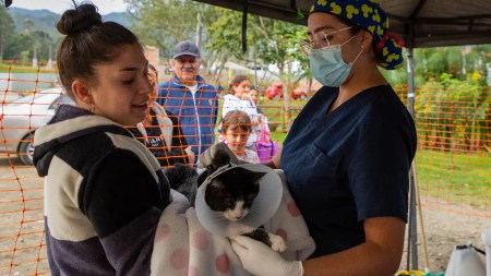 esterilizacion-laceja-animales