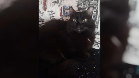 gata-kitty-perdida-medellin