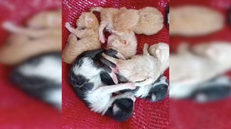 gatos recien nacidos1