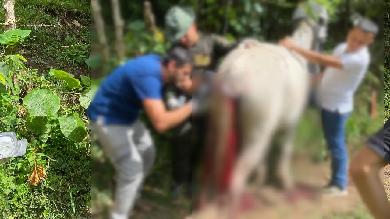 Aberrante caso de maltrato animal: dos mulas fueron atacadas a machete en Támesis, Suroeste Antioqueño maltrato-animal-tamesis