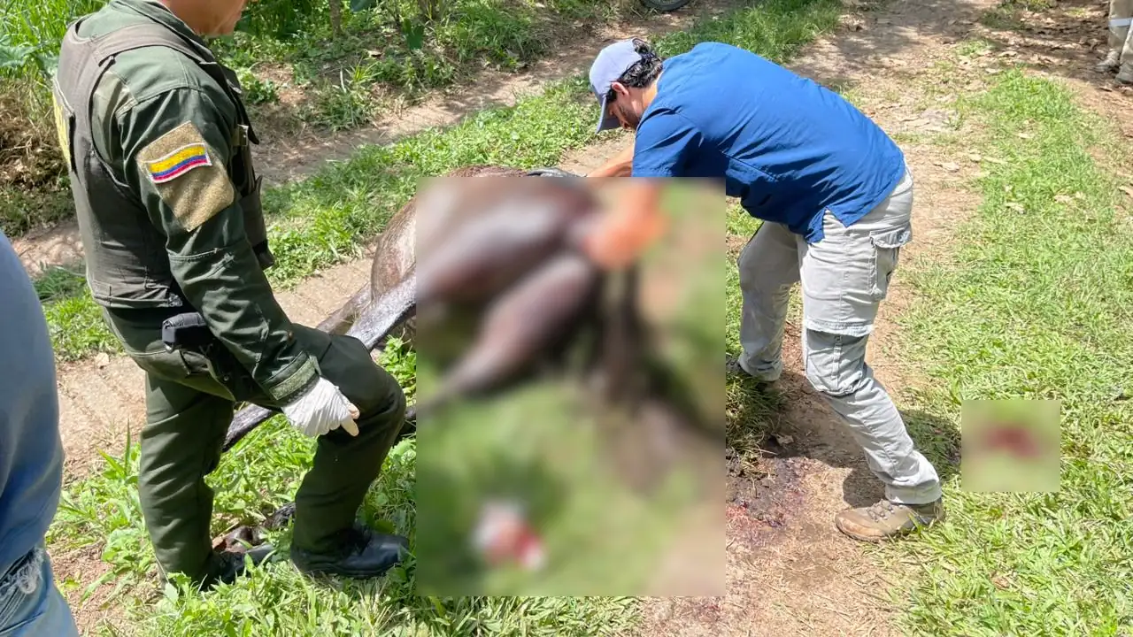 Aberrante caso de maltrato animal: dos mulas fueron atacadas a machete en Támesis, Suroeste Antioqueño 2 maltrato-animal-tamesis1