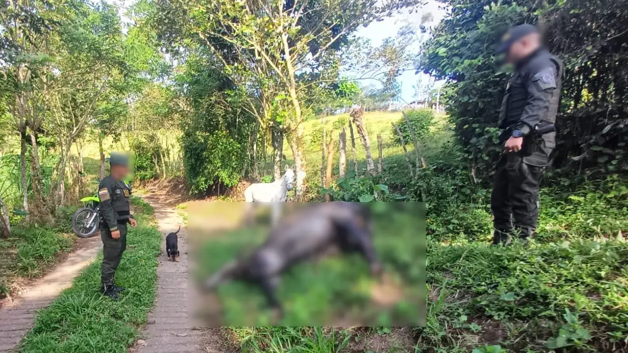 Aberrante caso de maltrato animal: dos mulas fueron atacadas a machete en Támesis, Suroeste Antioqueño 1 maltrato-animal-tamesis2