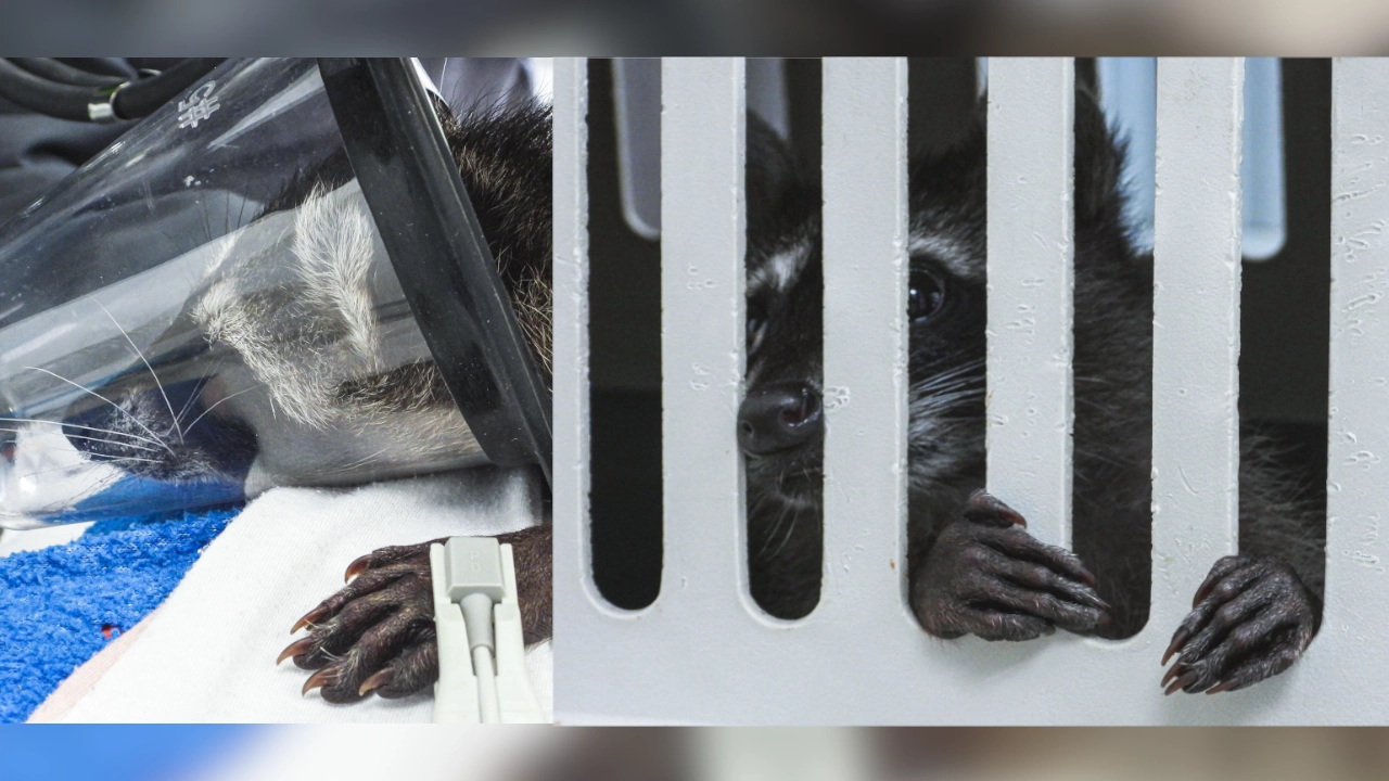 ¡No son regalos! Un mapache víctima del tráfico de fauna, murió tras sufrimiento al querer ser visto como mascota 1 mapache portada3