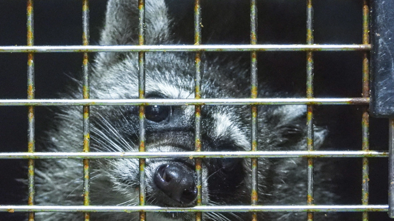 ¡No son regalos! Un mapache víctima del tráfico de fauna, murió tras sufrimiento al querer ser visto como mascota mapache1