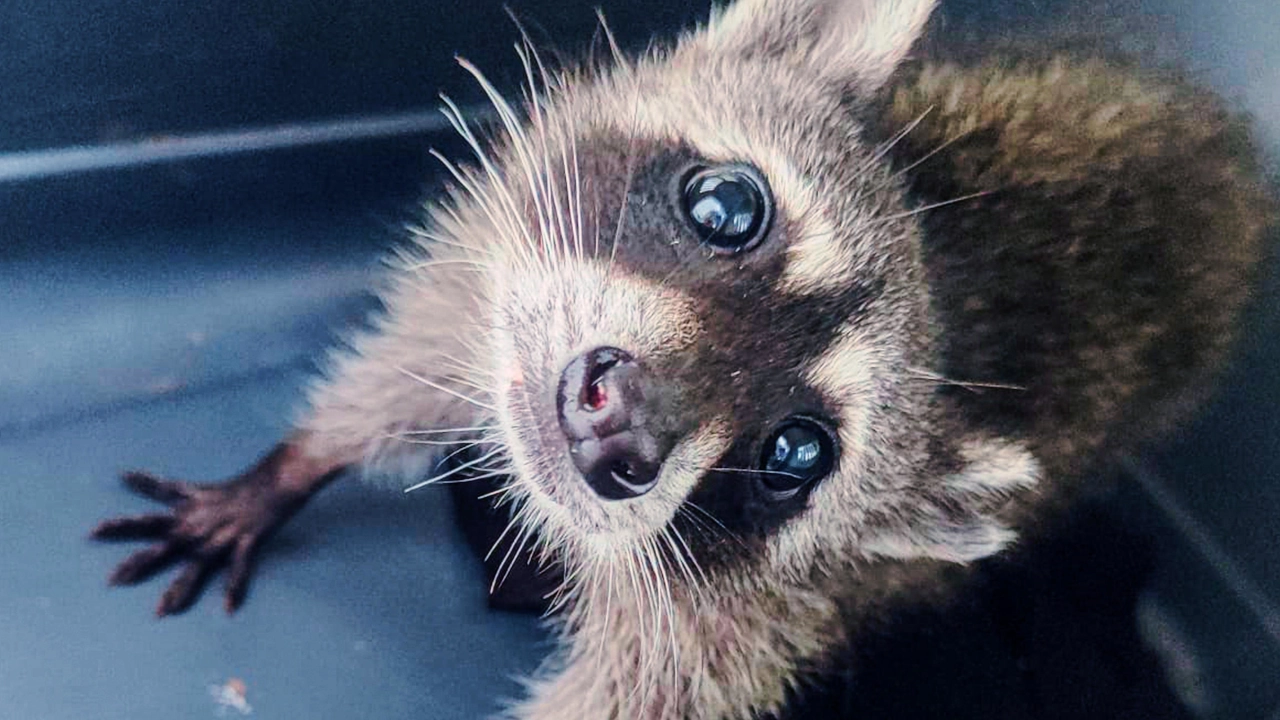¡No son regalos! Un mapache víctima del tráfico de fauna, murió tras sufrimiento al querer ser visto como mascota 2 mapache2