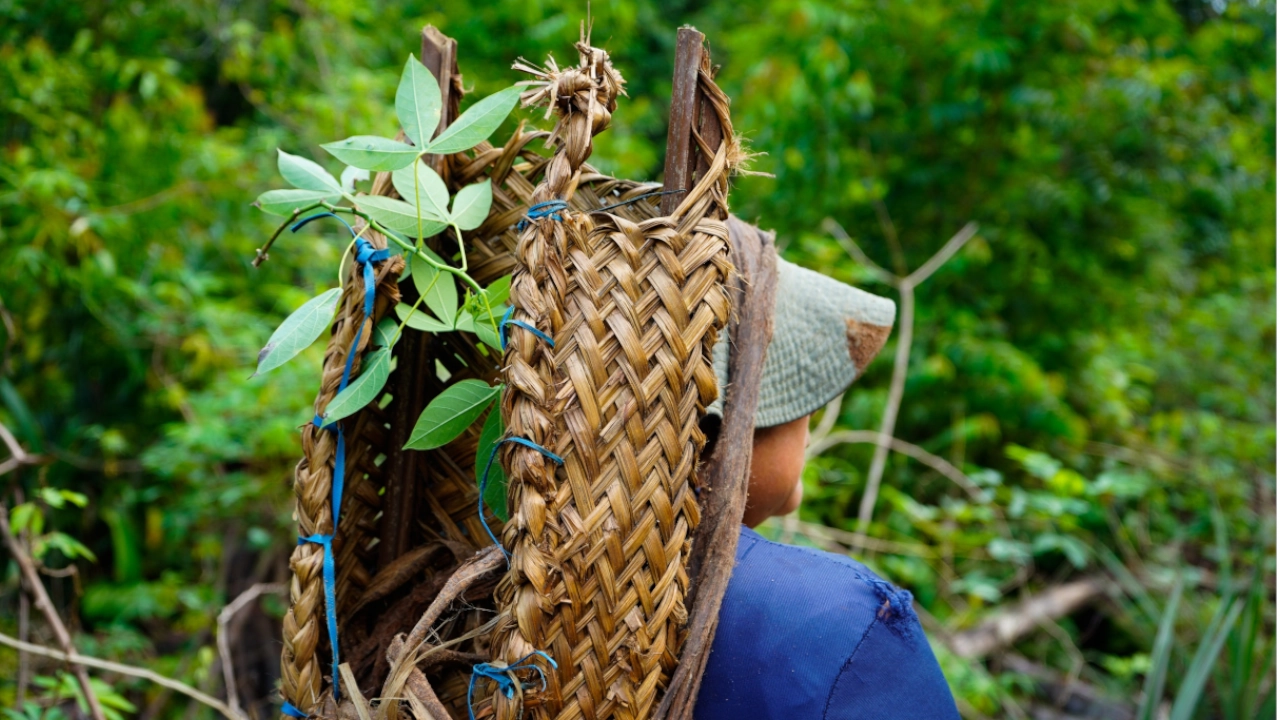 Balance positivo dejan proyectos REDD+ en Guainía, Guaviare y Vaupés