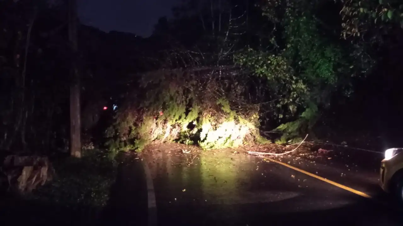 Otra vez hay cierre en la vía Santa Elena: Árbol obstruye el paso