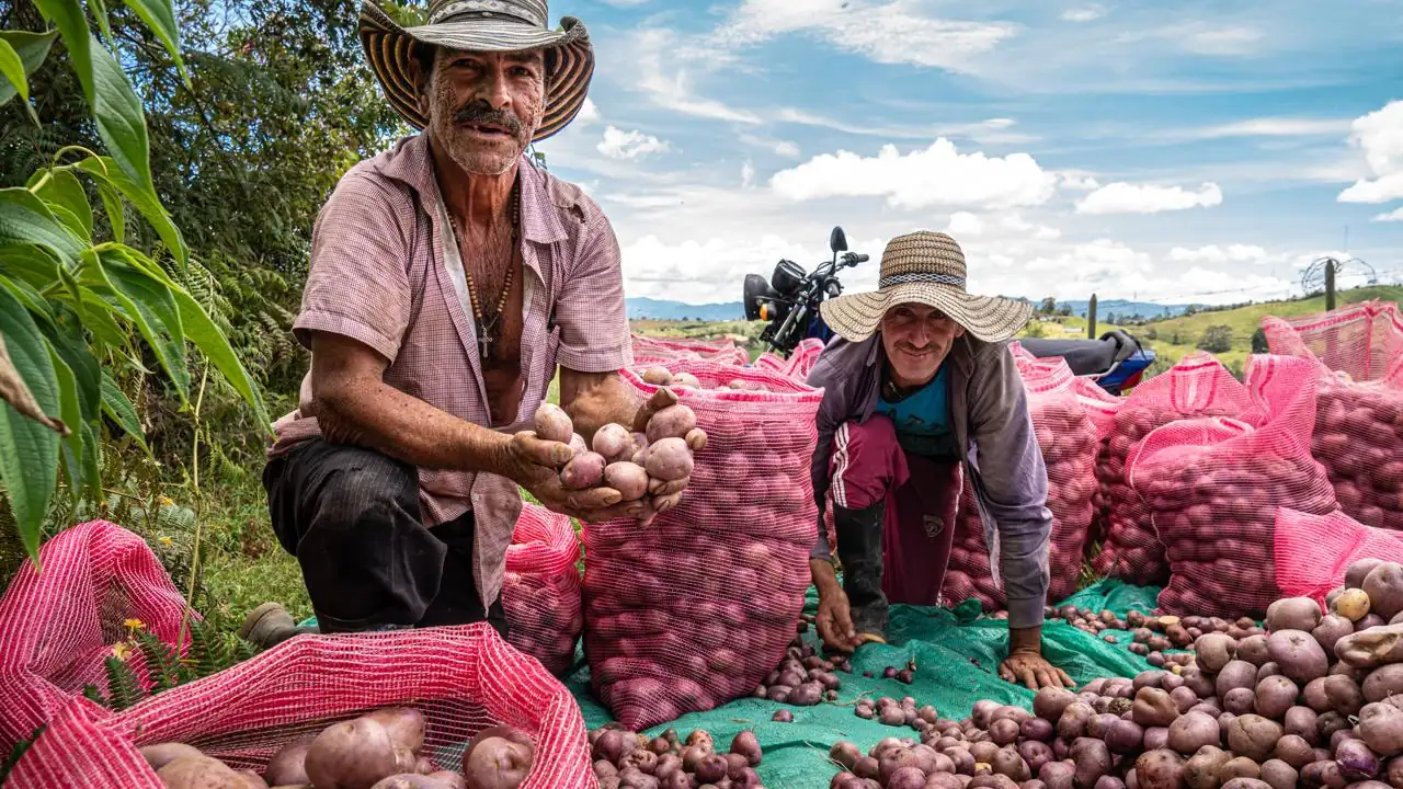semillas-papa-marinilla-agricultores