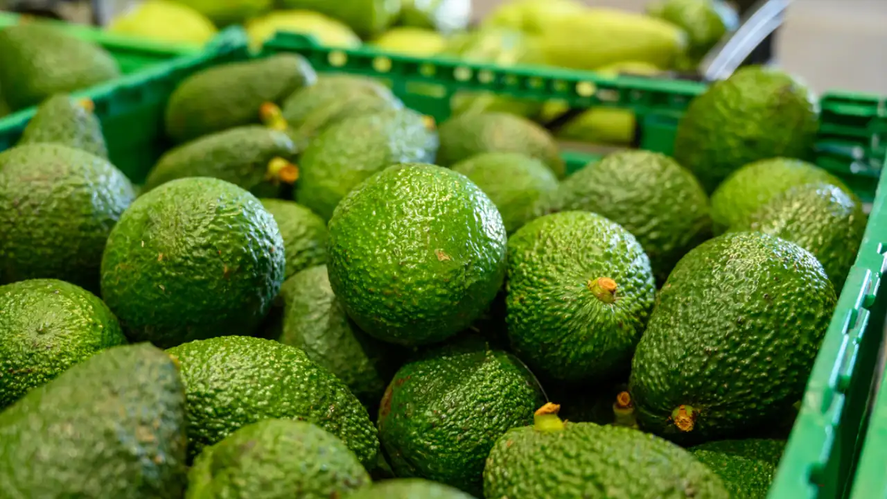 Crisis resuelta: el aguacate Hass colombiano, será protagonista del Super Bowl en Estados Unidos Territorio Aguacate 2024