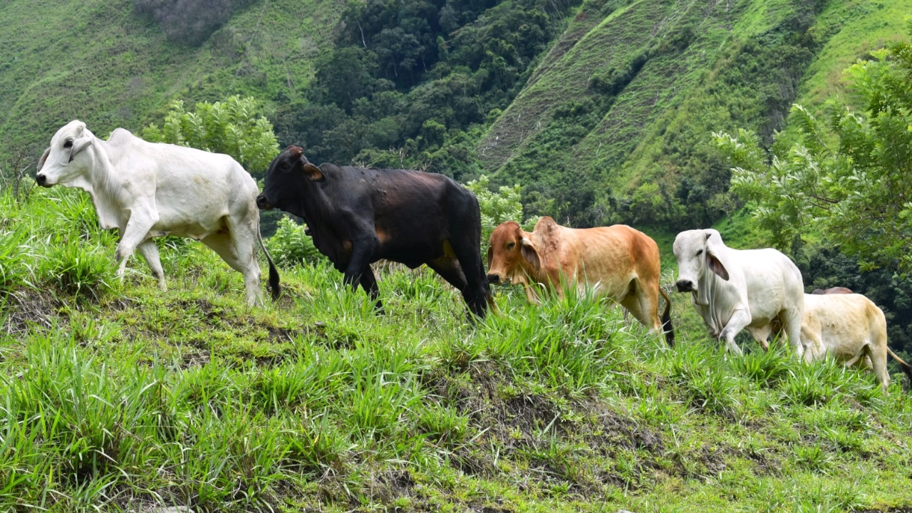 La reparación de las víctimas de las masacres del paramilitarismo en Ituango se revitaliza con proyectos productivos