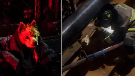 Bomberos de La Estrella rescataron a un perrito ciego que cayó en una zanja