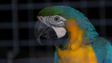 Más de 1600 vidas salvadas en el 2024: la lucha de Corantioquia por proteger la fauna silvestre