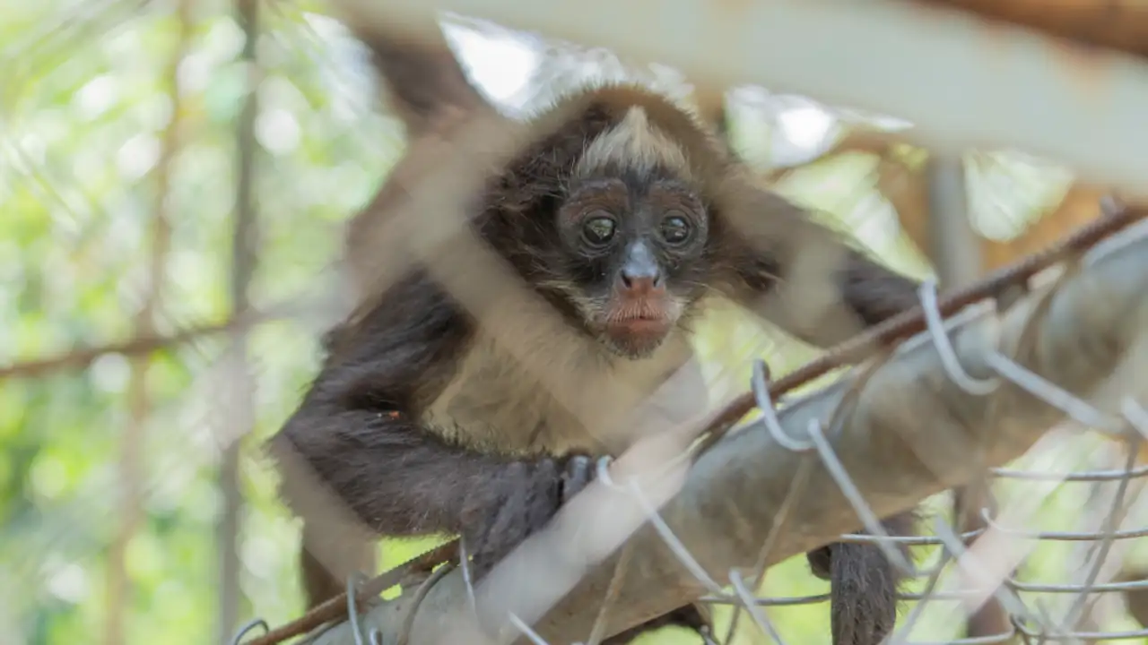 Más de 1600 vidas salvadas en el 2024: la lucha de Corantioquia por proteger la fauna silvestre
