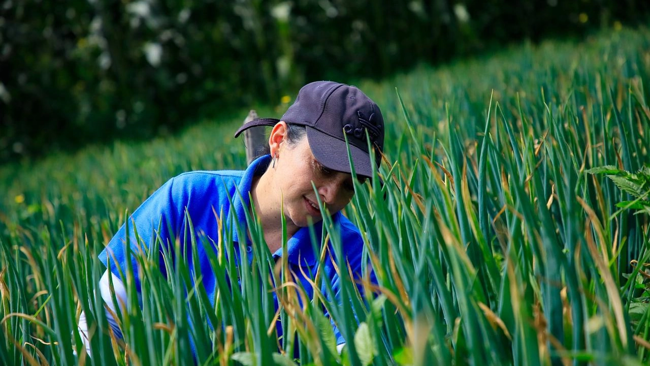 Desarrollo rural sostenible: más de 127.063 antioqueños se beneficiaron con diferentes programas en el 2024