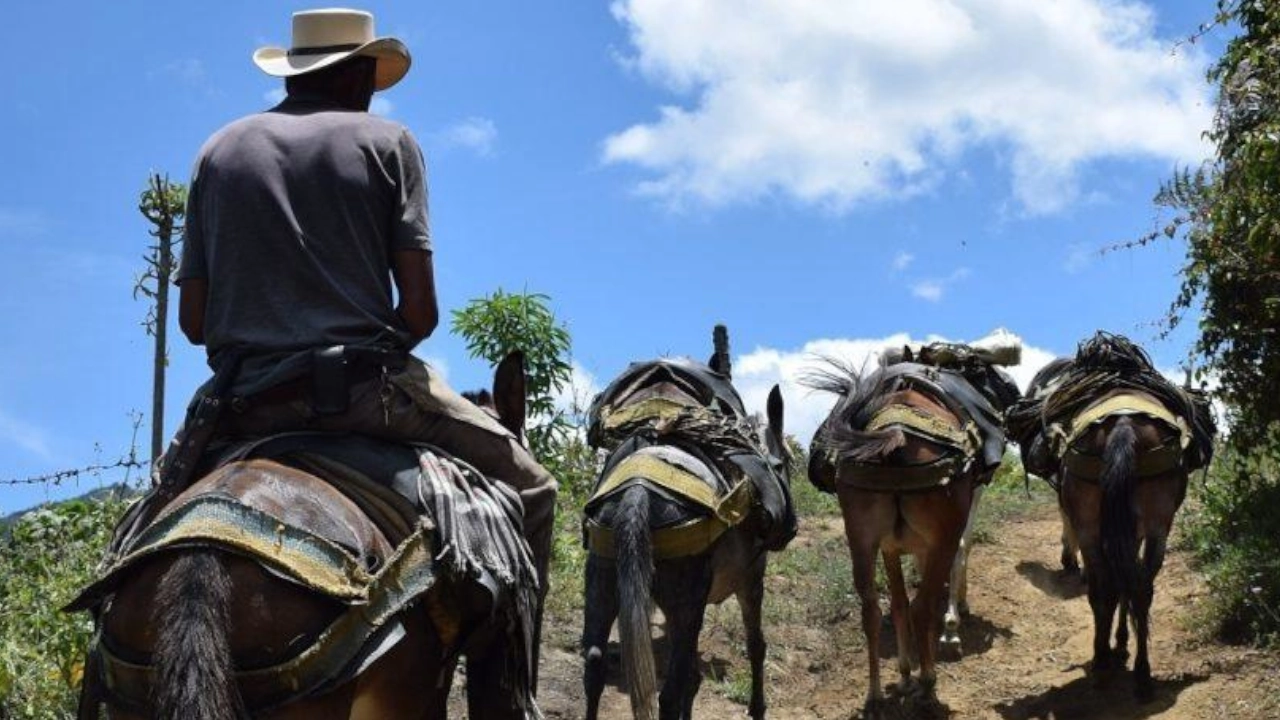 Desarrollo rural sostenible: más de 127.063 antioqueños se beneficiaron con diferentes programas en el 2024