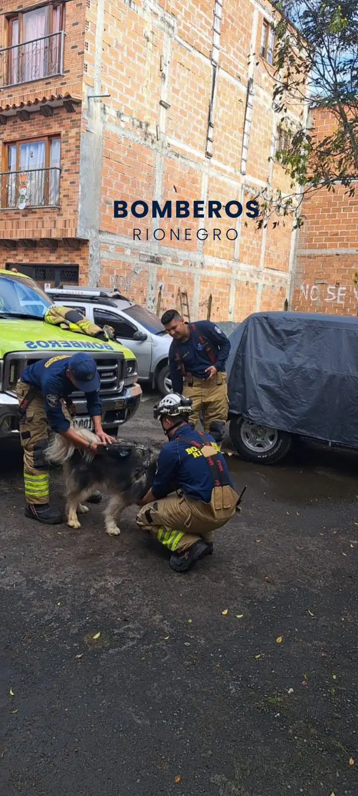 Bomberos rescataron a un perrito y un gatico atrapados en el muro de una vivienda en Rionegro 1 Bomberos rescataron a un perrito y un gatico atrapados en el muro de una vivienda en Rionegro