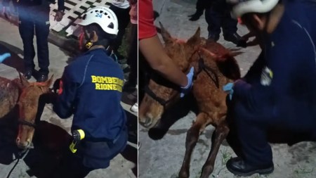 Bomberos de Rionegro rescatan a potrillo atrapado en alambres de púas