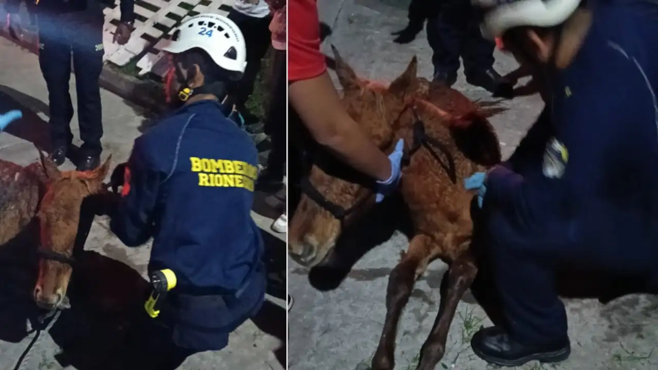 Bomberos de Rionegro rescatan a potrillo atrapado en alambres de púas