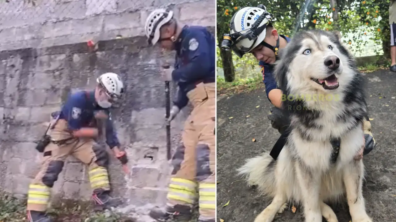 Bomberos rescataron a un perrito y un gatico atrapados en el muro de una vivienda en Rionegro Bomberos rescataron a un perrito y un gatico atrapados en el muro de una vivienda en Rionegro