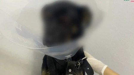 En Copacabana, un hombre atacó a un perrito ocasionándole la pérdida de un ojo