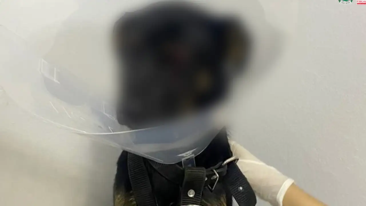 En Copacabana, un hombre atacó a un perrito ocasionándole la pérdida de un ojo