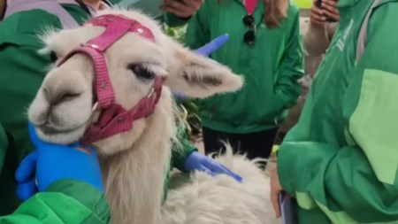 Llama-Bogotá-2