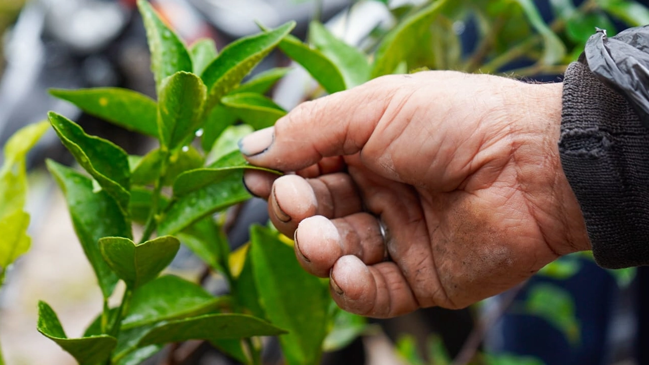 Al menos 340.409 hectáreas de bosques fueron protegidas en el 2024 por Masbosques en todo el país