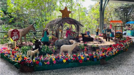 ¡Qué belleza! La navidad y la naturaleza se unen en el Parque Arví con una celebración de flores