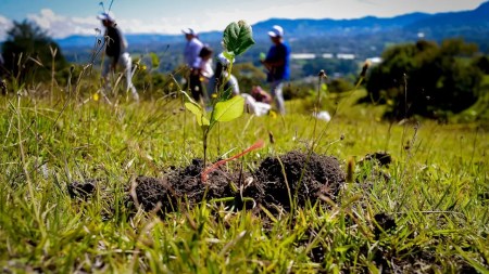 arboles-plantados-en-rionegro-sembraton