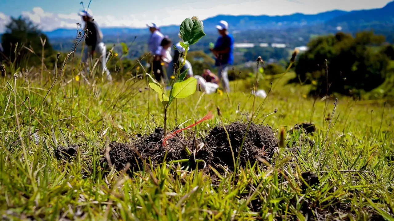 arboles-plantados-en-rionegro-sembraton