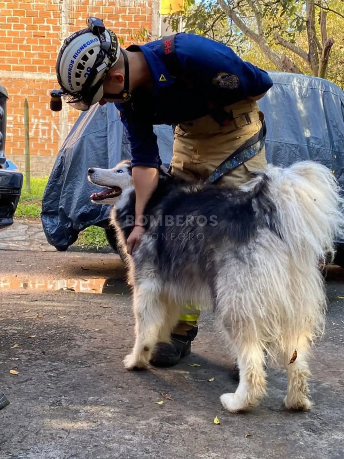 Bomberos rescataron a un perrito y un gatico atrapados en el muro de una vivienda en Rionegro 2 Bomberos rescataron a un perrito y un gatico atrapados en el muro de una vivienda en Rionegro