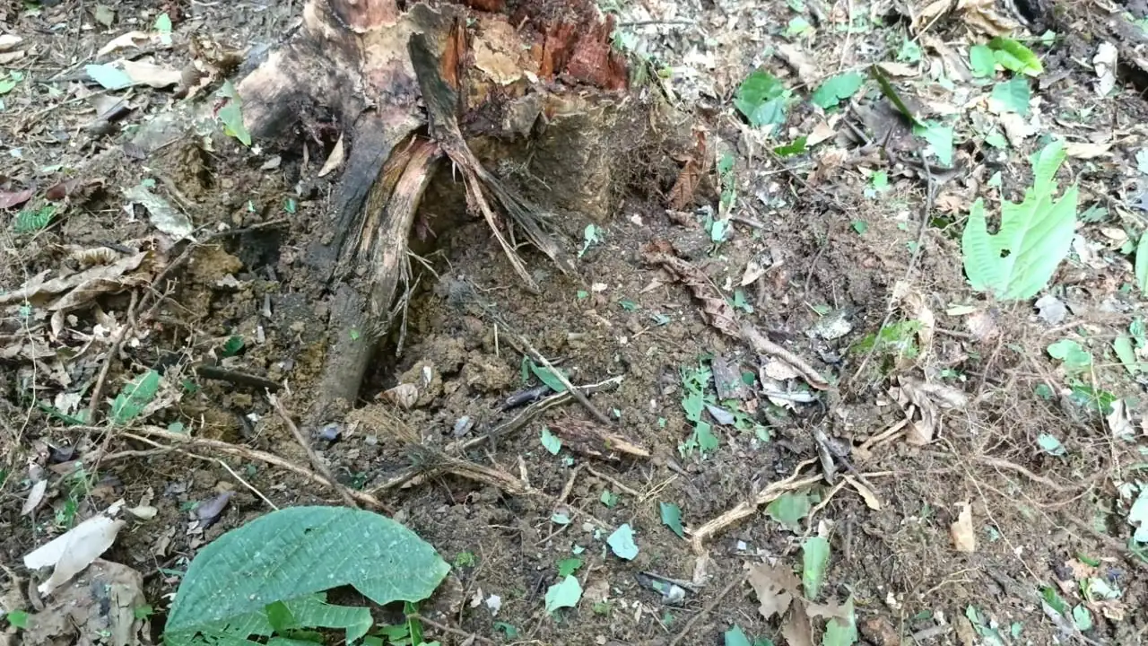 destruccion-atefactos-explosivos-camino-zona-rural-caceres1