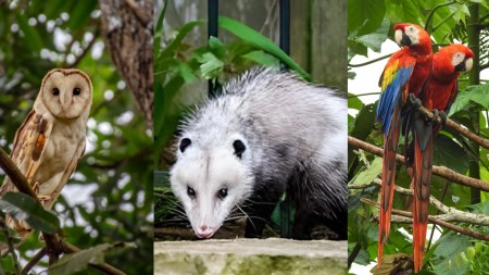 La fauna silvestre sufre las consecuencias de la pólvora