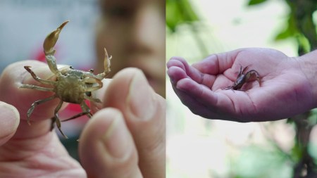 Hace algunos meses, se identificó una nueva especie de cangrejo de agua dulce en Ituango, llamada Hypobolocera ituangoensis.