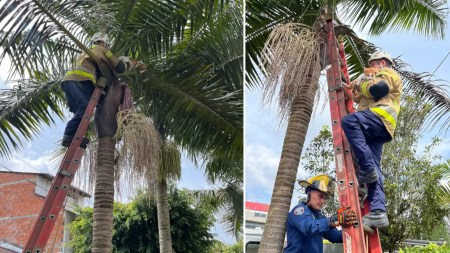Bomberos de Rionegro rescatan a un gatico asustado que se trepó a una palmera por detonaciones de pólvora