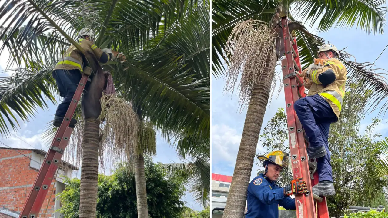 Bomberos de Rionegro rescatan a un gatico asustado que se trepó a una palmera por detonaciones de pólvora