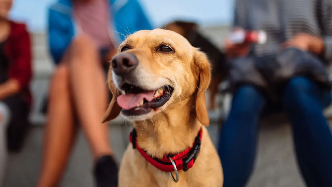 ‘Un Hogar de Amor en Navidad’, la campaña que busca hogares de paso para mascotas en La Estrella 1 hogar.paso-la-estrella-navidad