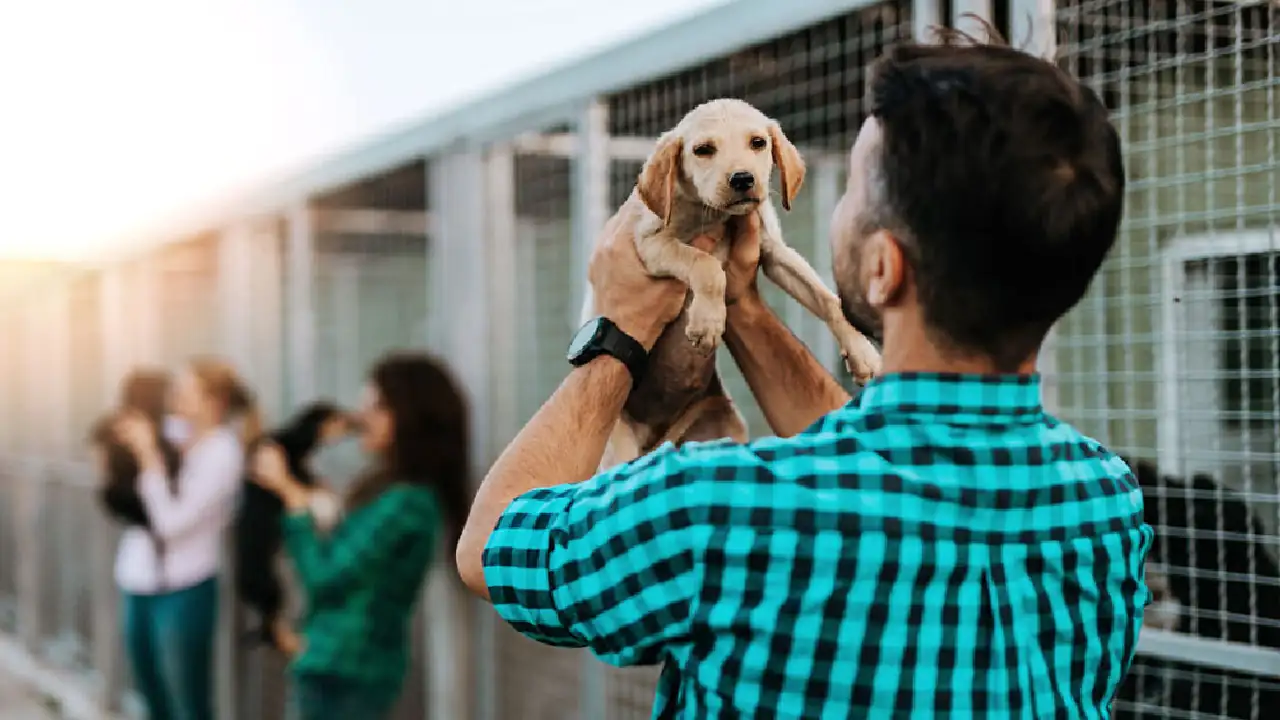 ‘Un Hogar de Amor en Navidad’, la campaña que busca hogares de paso para mascotas en La Estrella 2 hogar.paso-la-estrella-navidad1
