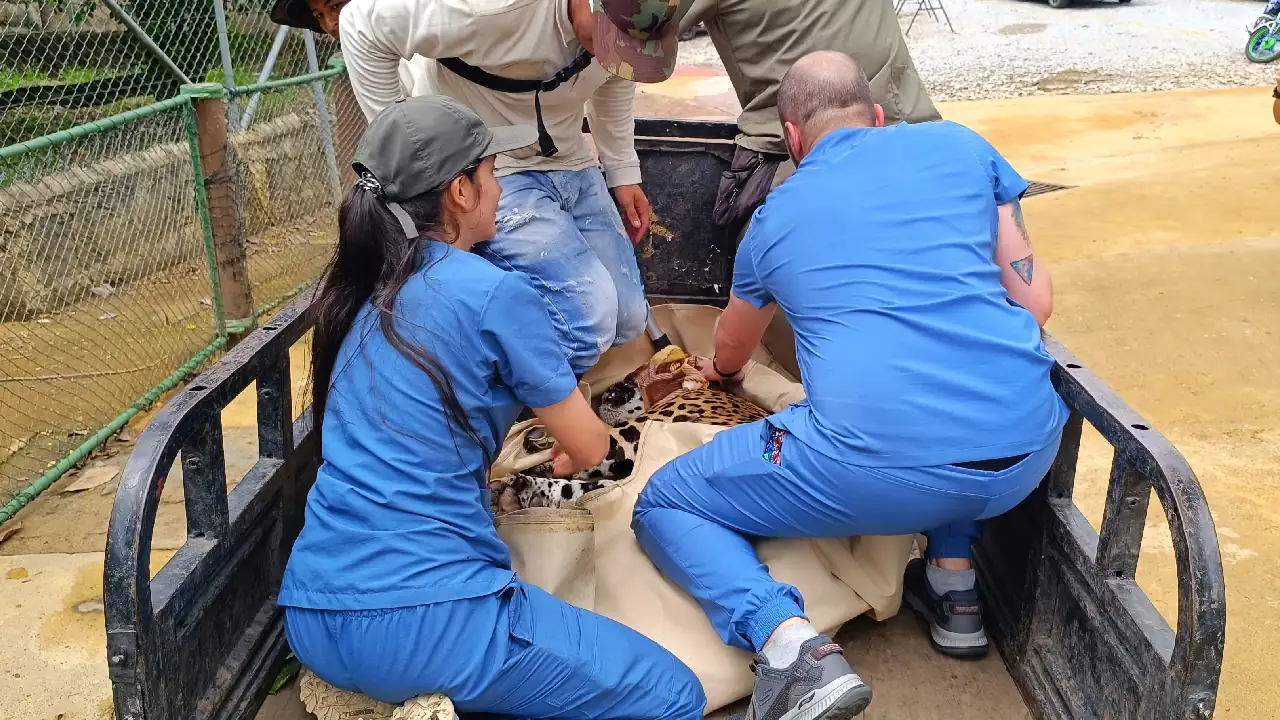 operacion-cataratas-jaguar-hacienda-napoles-primera-colombia