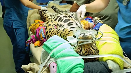 operacion-cataratas-jaguar-hacienda-napoles-primera-colombia1