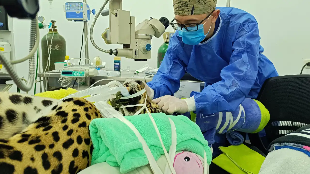 operacion-cataratas-jaguar-hacienda-napoles-primera-colombia3