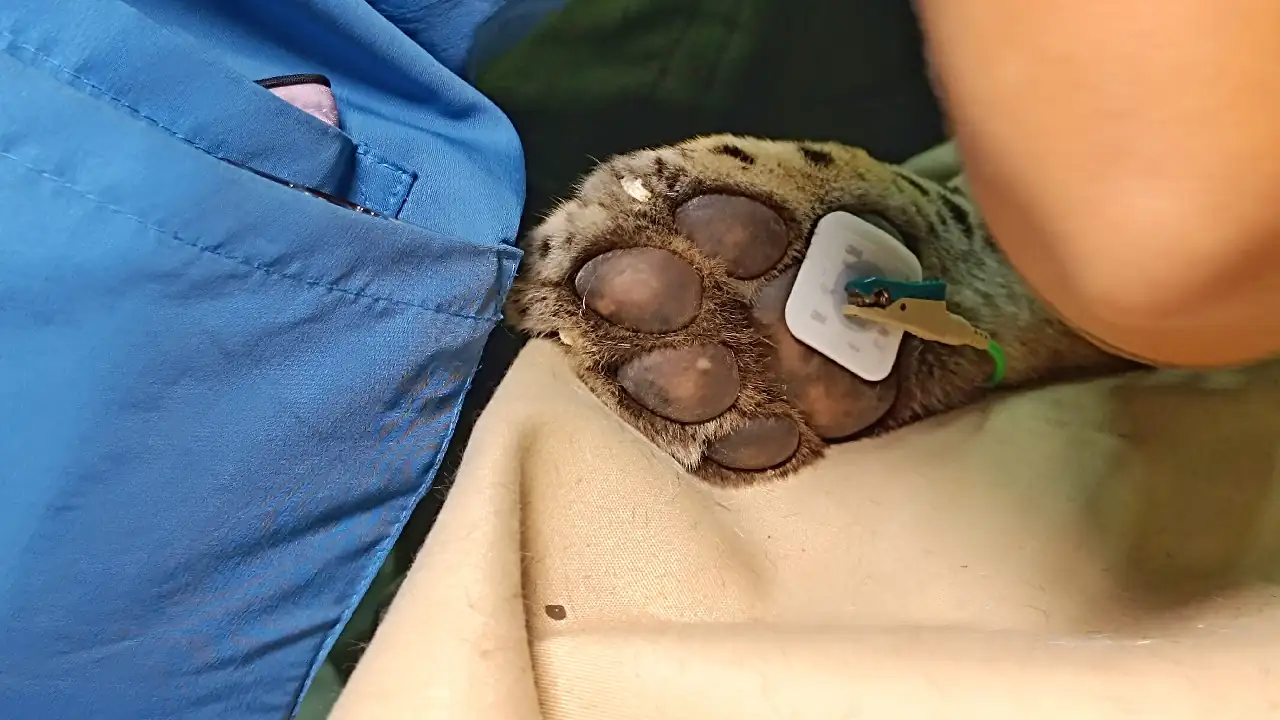 operacion-cataratas-jaguar-hacienda-napoles-primera-colombia4