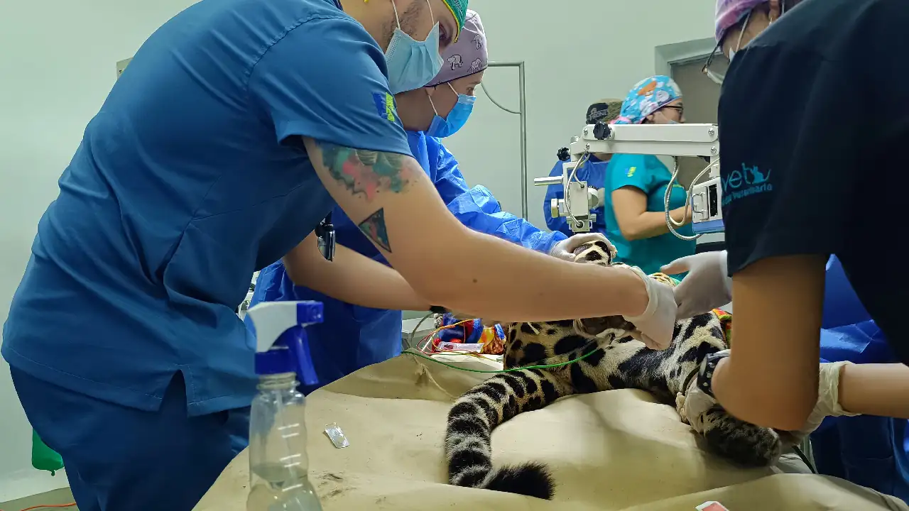 operacion-cataratas-jaguar-hacienda-napoles-primera-colombia5